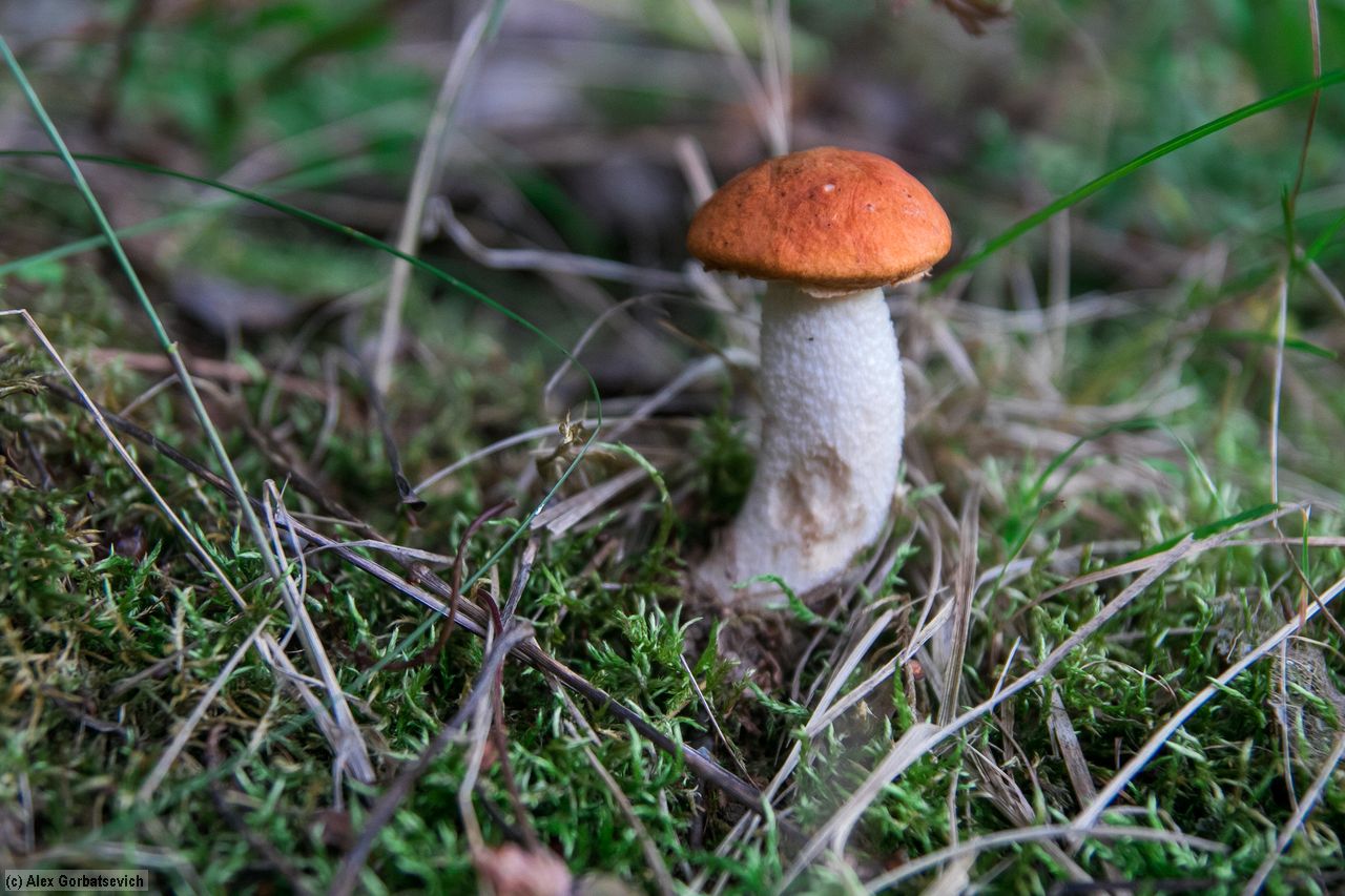 ���� ����������