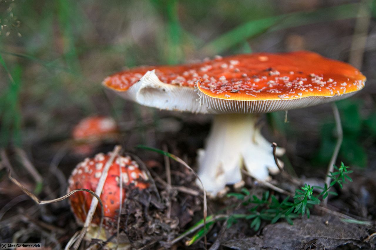 ��� ����������