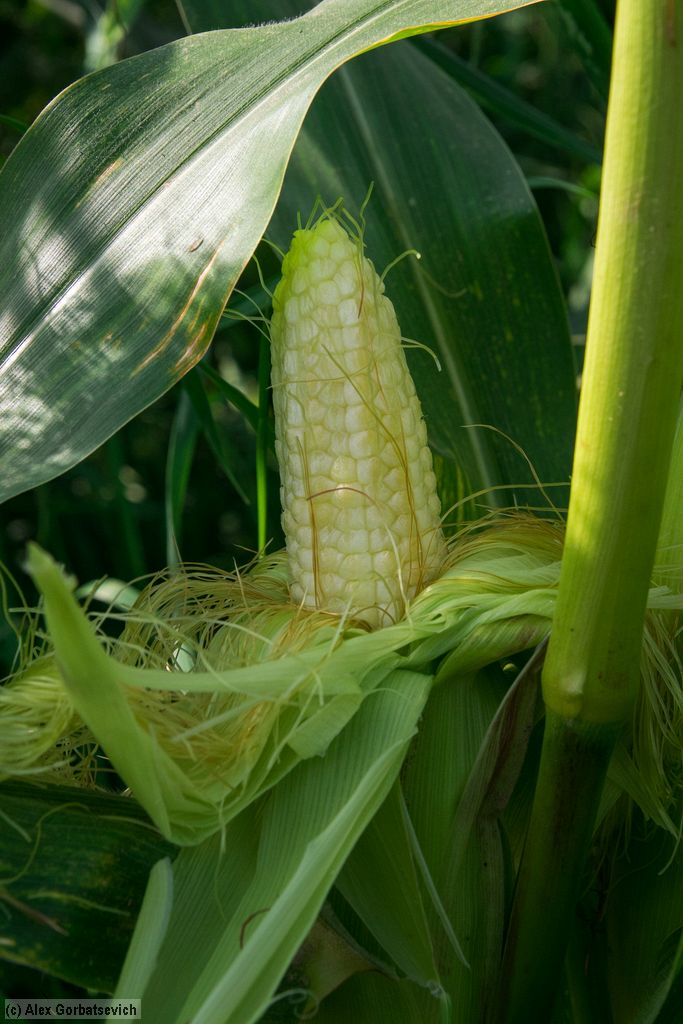 �����. ���������� �����