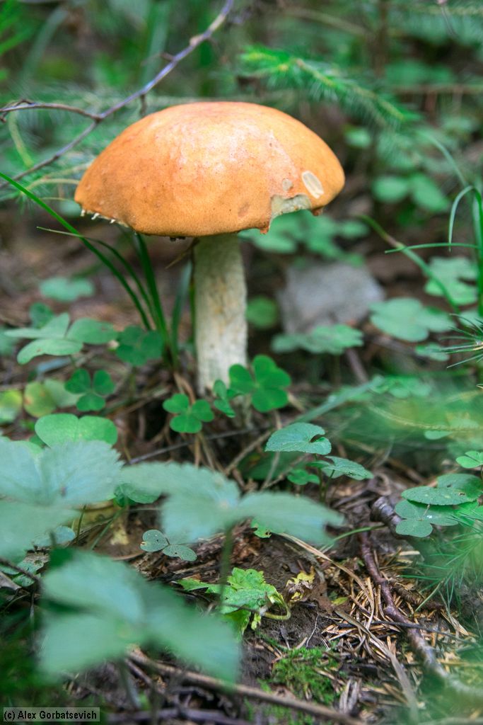 ���� ����������