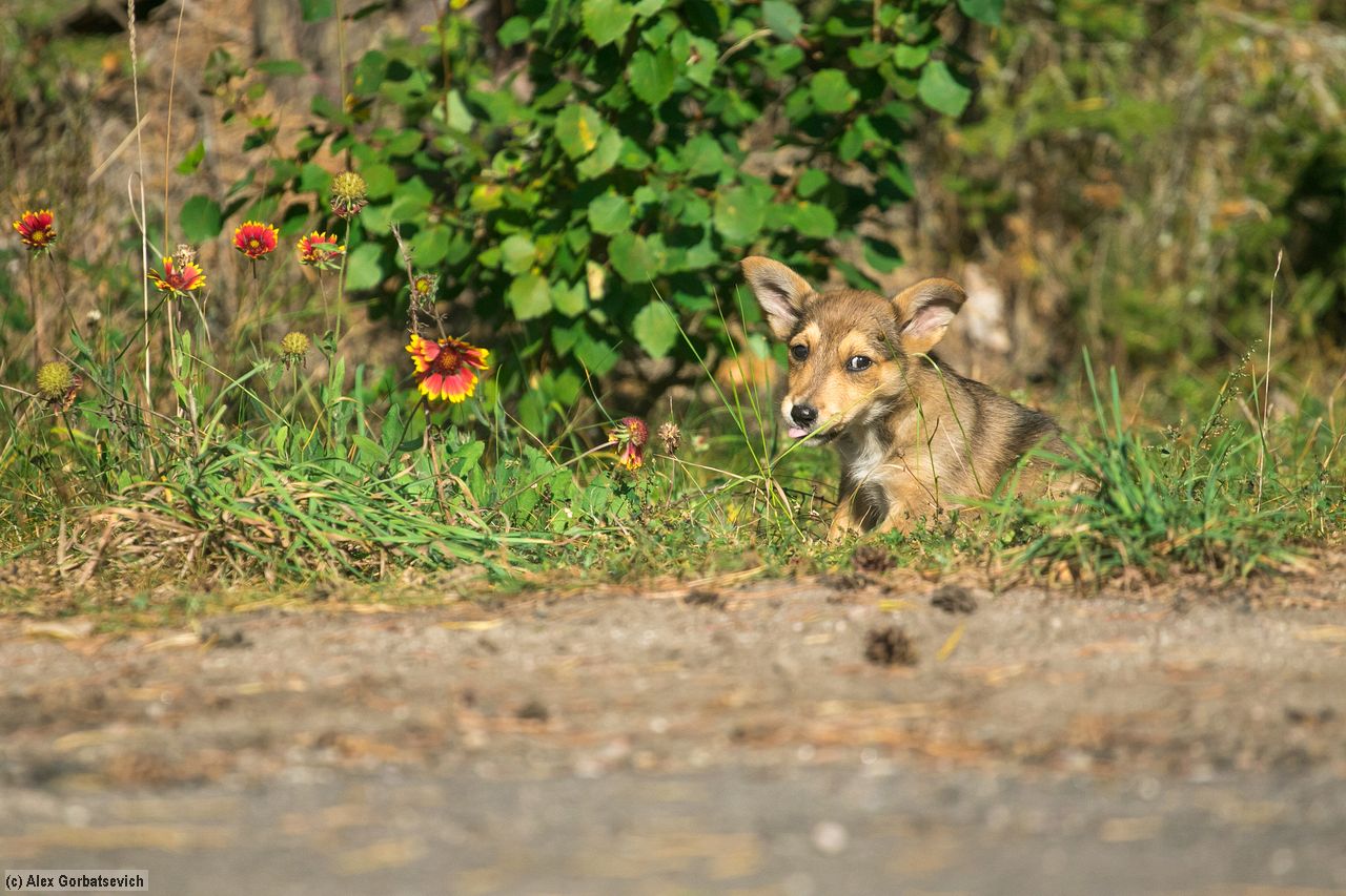 � - �������� :P