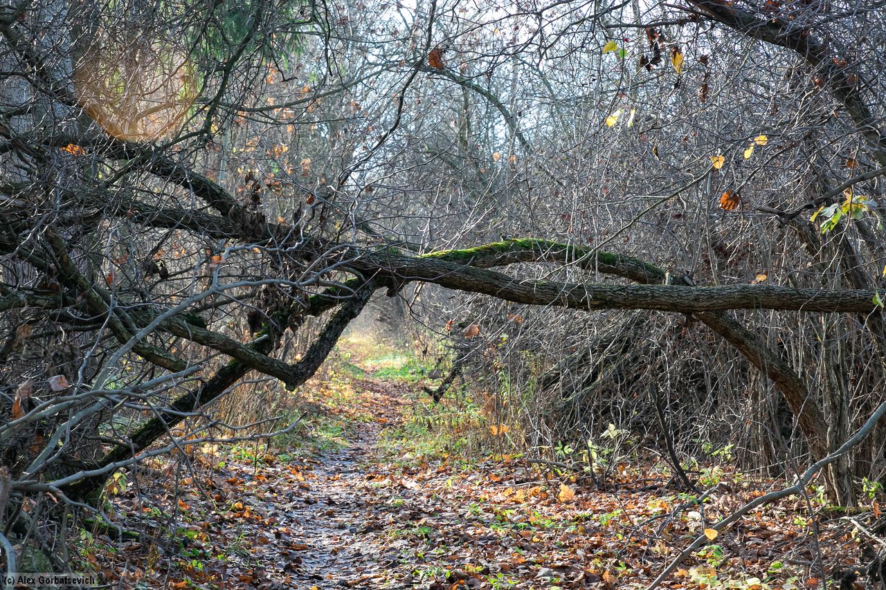 ����� ��� ����� �������