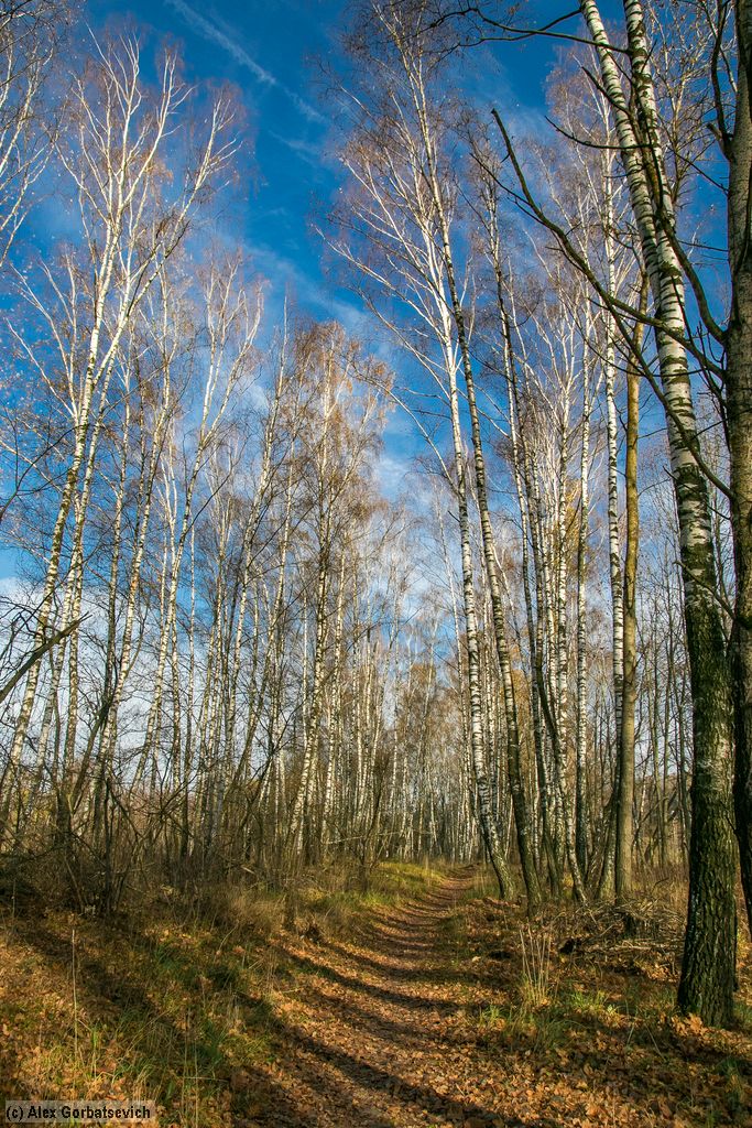 ��������� ����