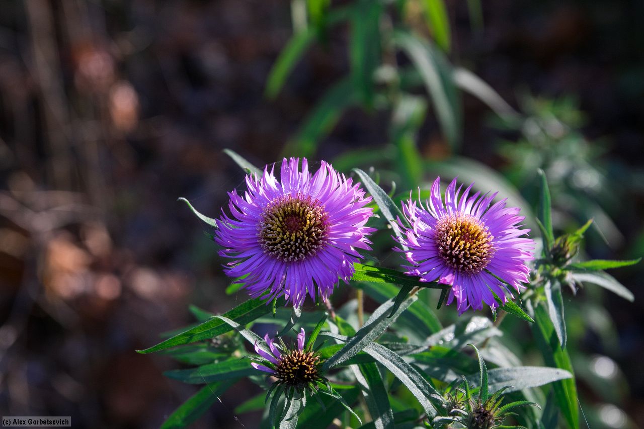 ������� �����