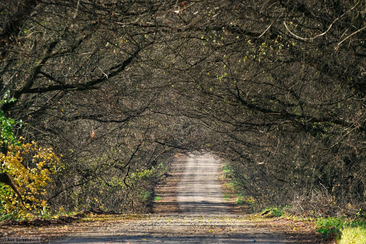 � �������