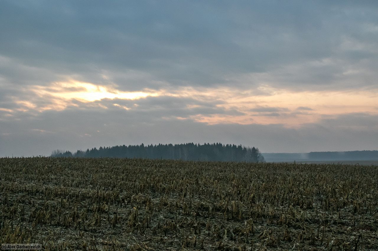 ������ ������