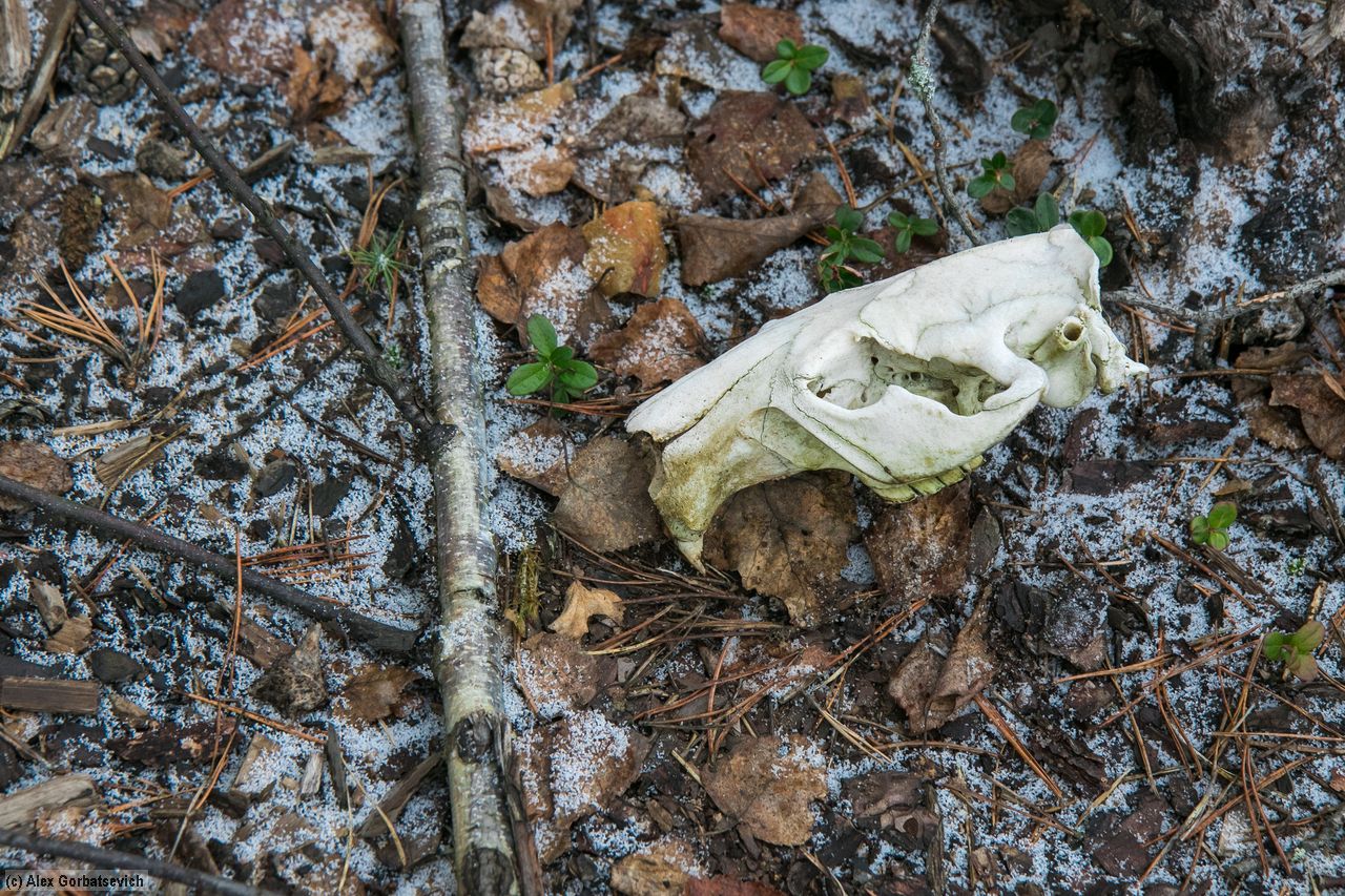 ������� ���� - .... �� �����