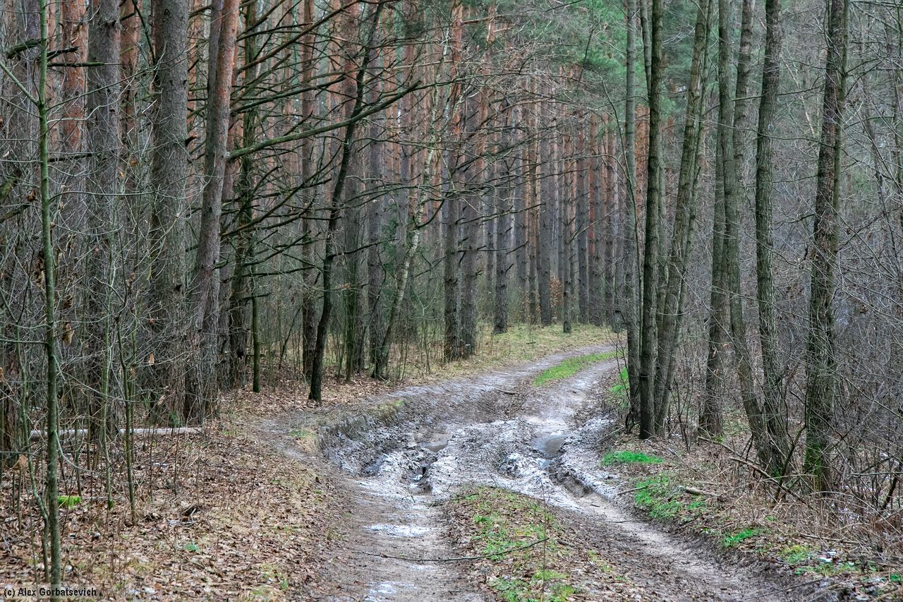 ������ ������