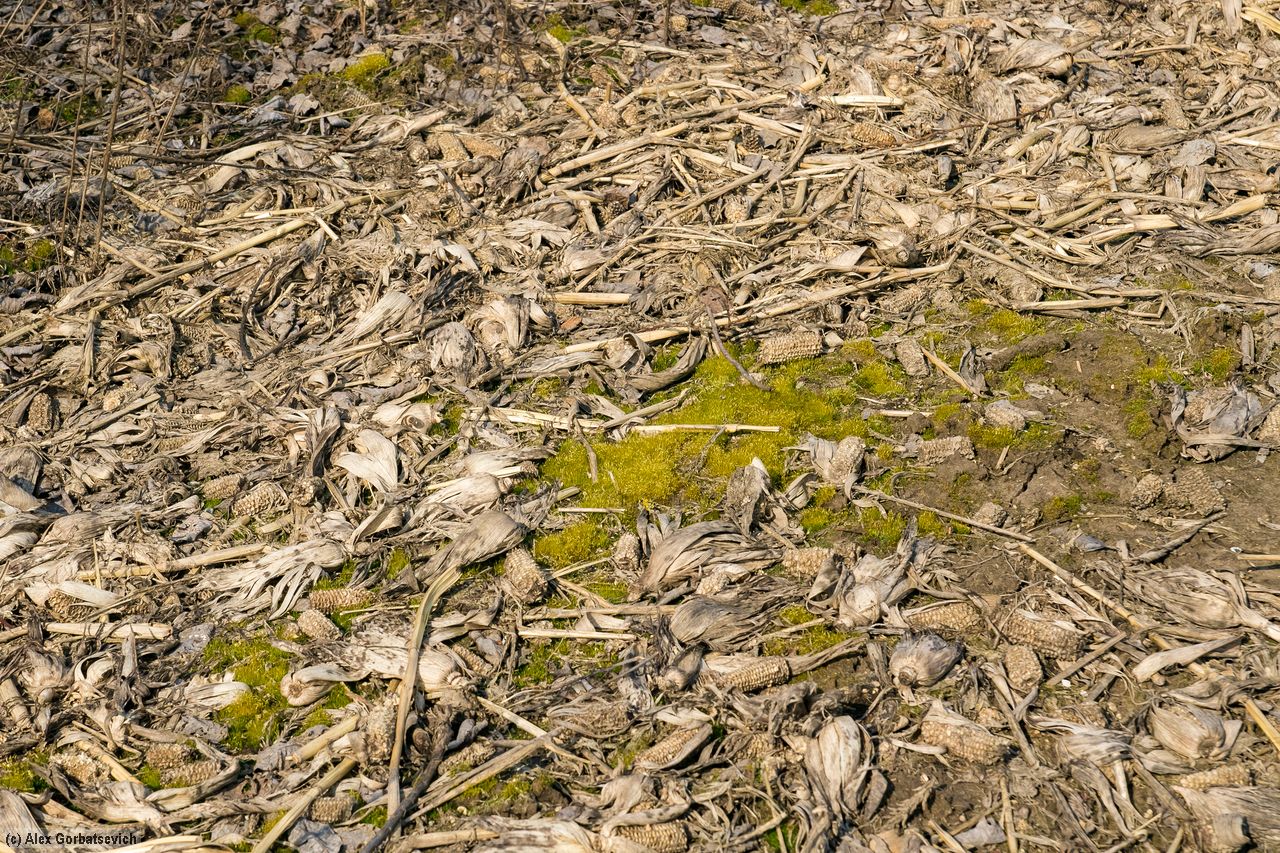 ������ �������� ������