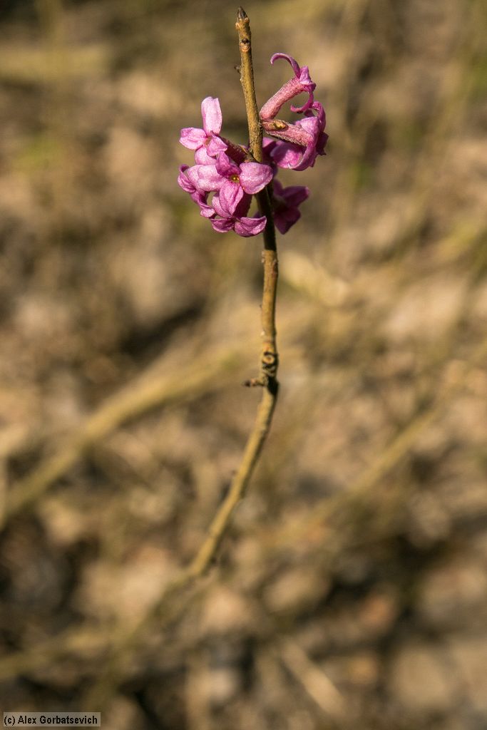 ������ ����