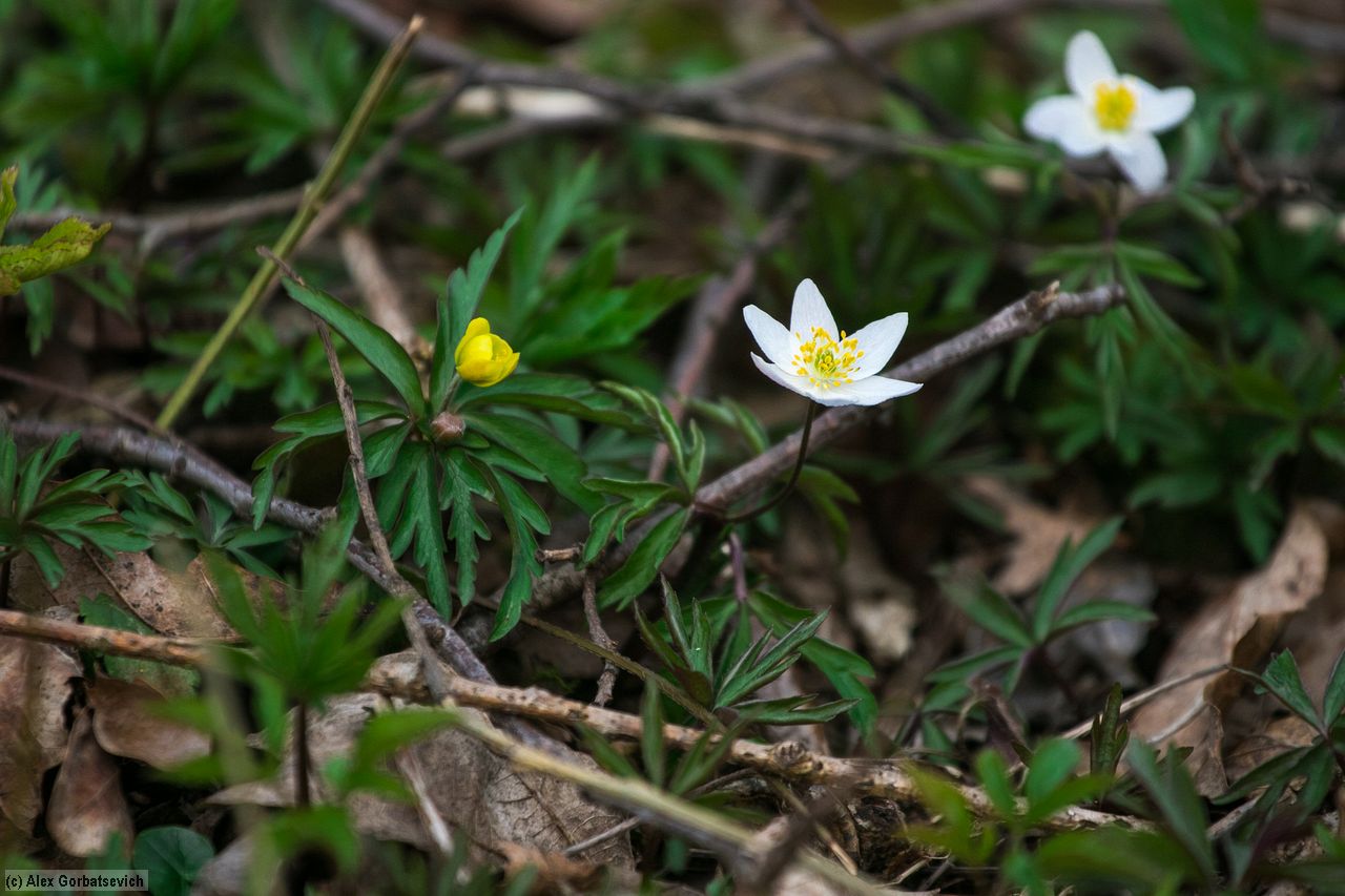 ���������� �����