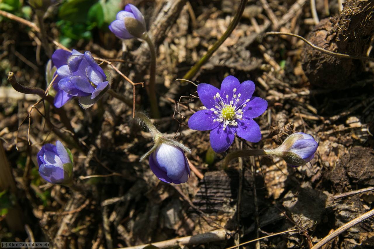 ����������� ������������