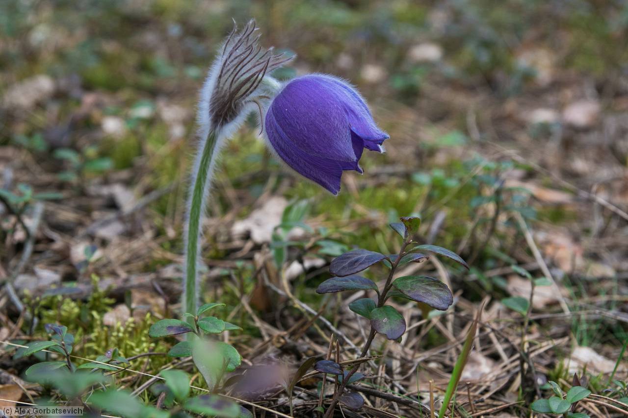 ��� �����