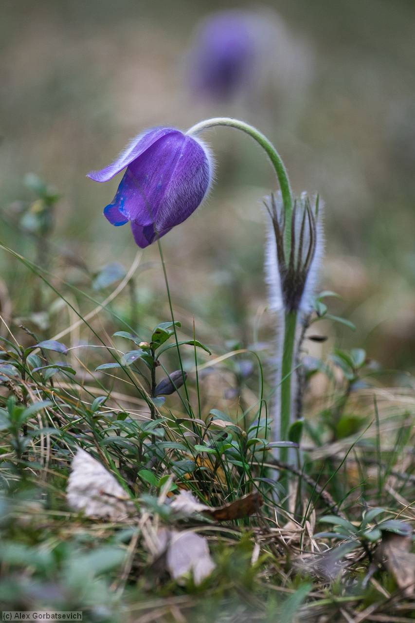 ��� �����