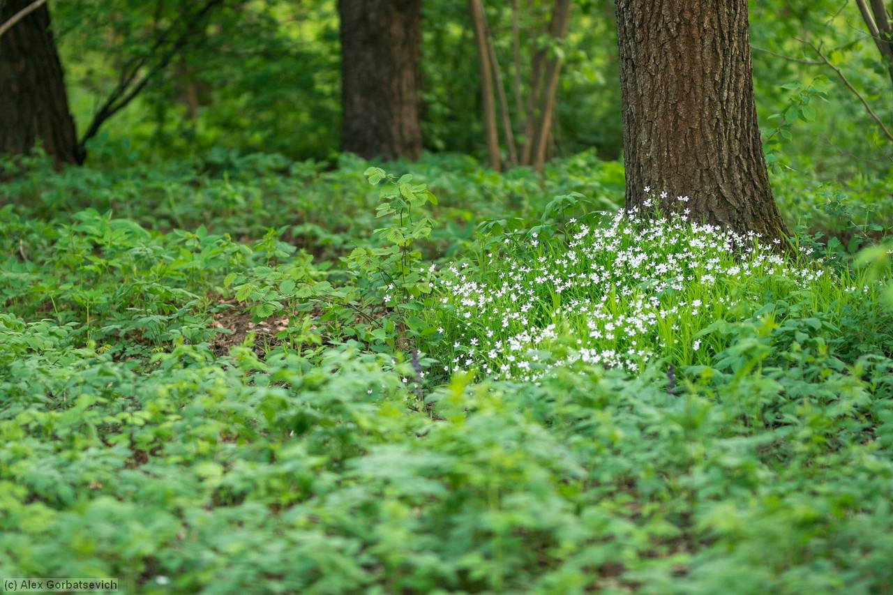 ������ � ������