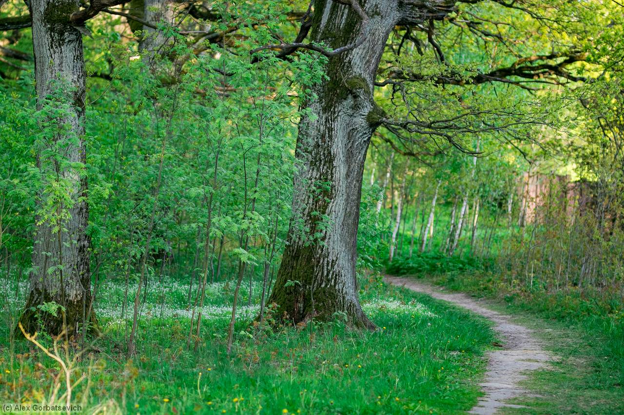 ������� ����