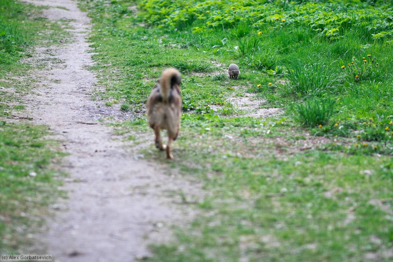 ���� �������