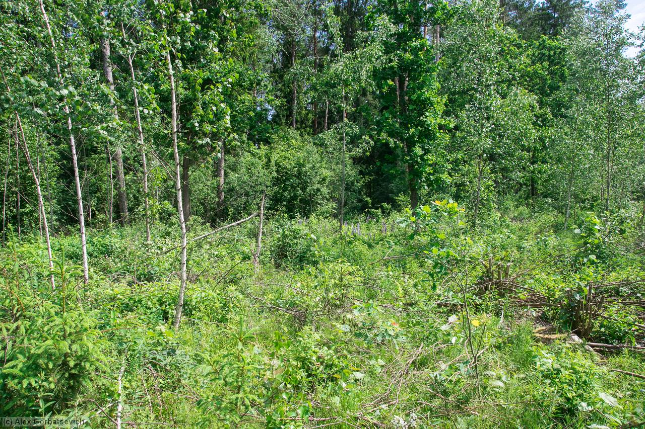 ����� ������