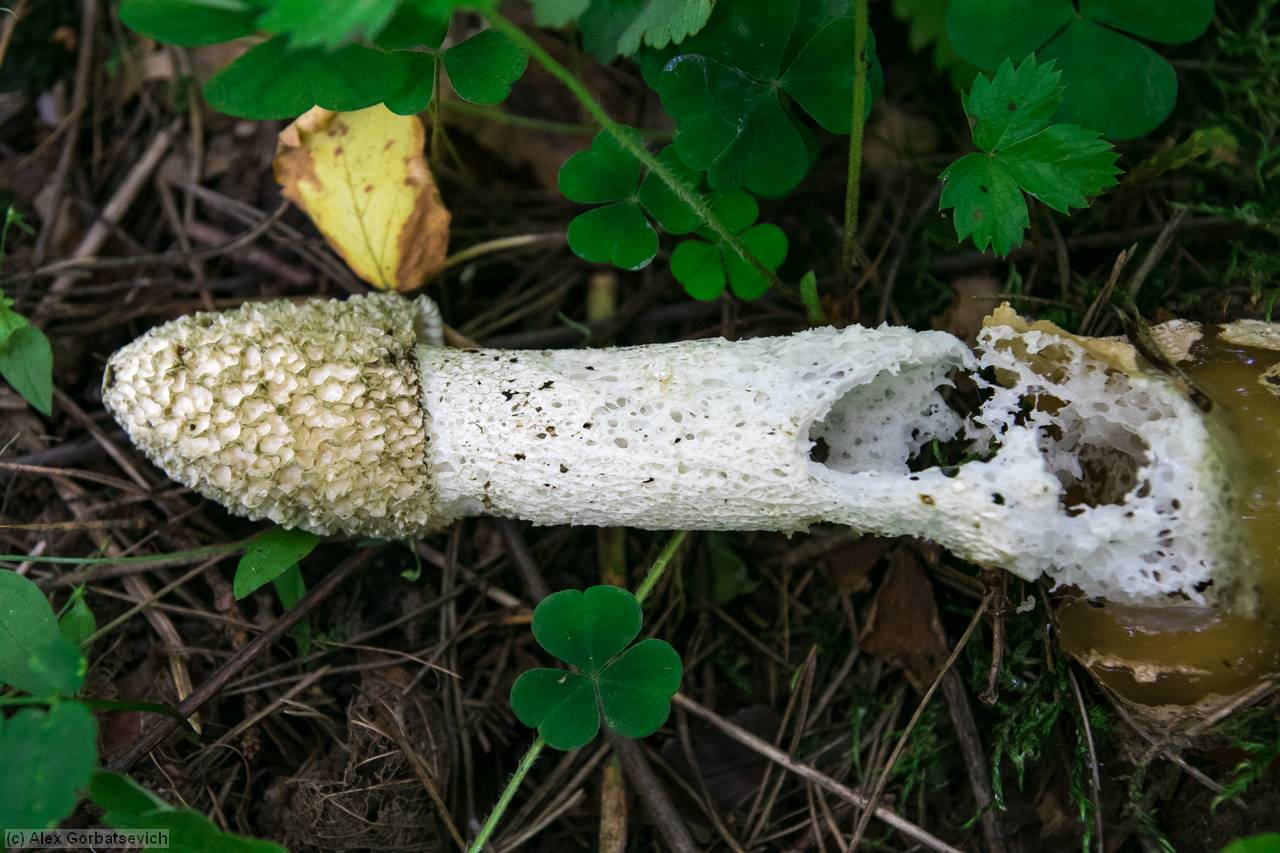 ���������� ���� ��� �� ��