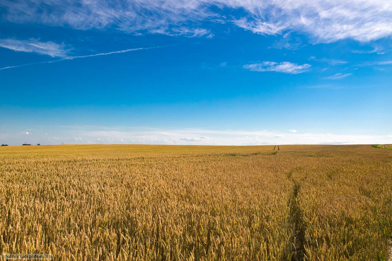 ���� �������