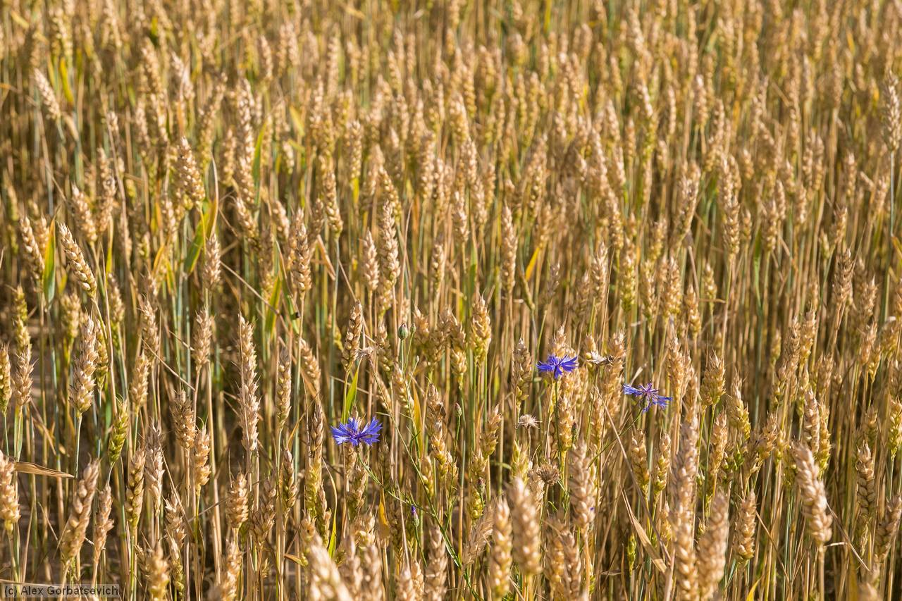 ��������� ���������