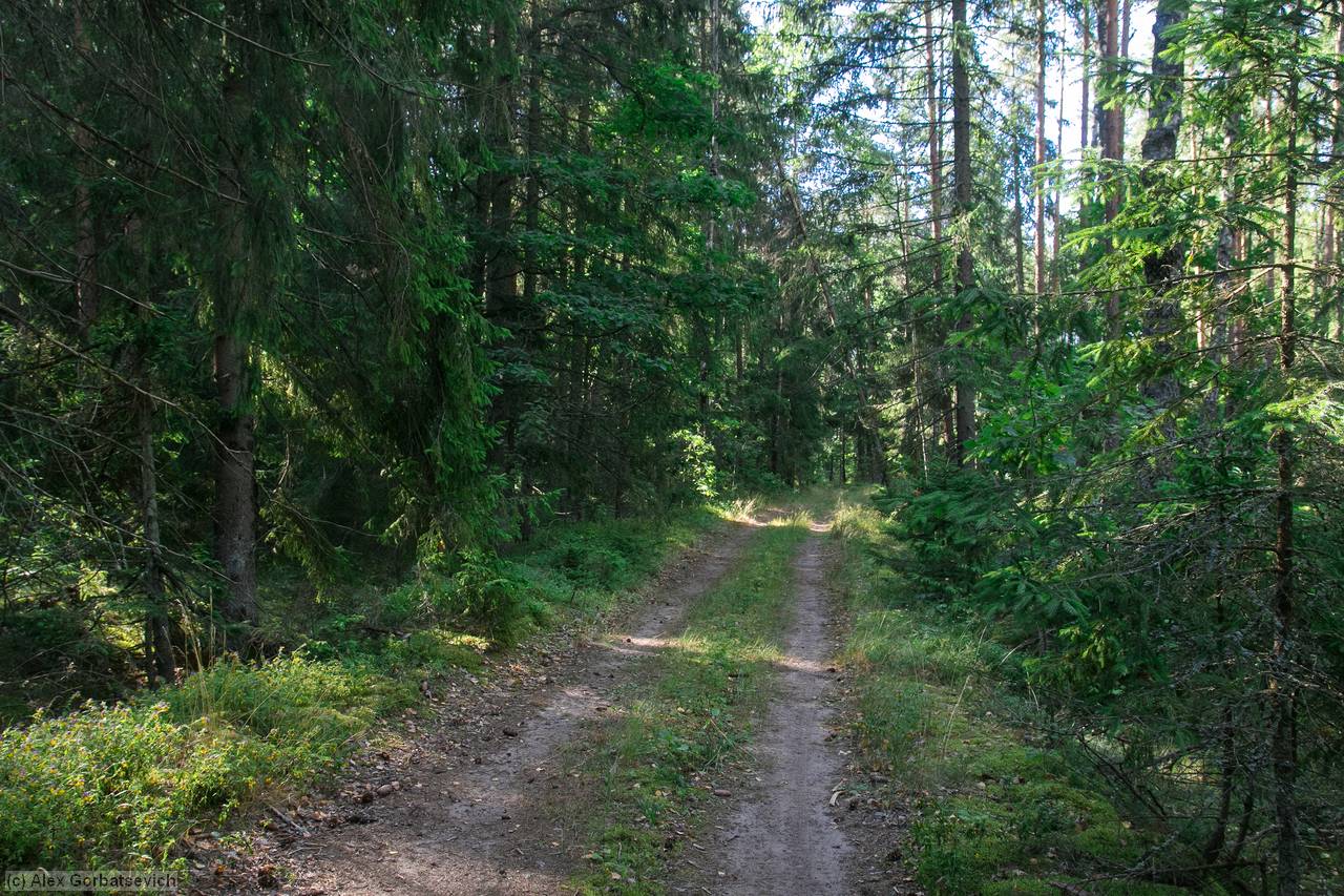 ������ ������