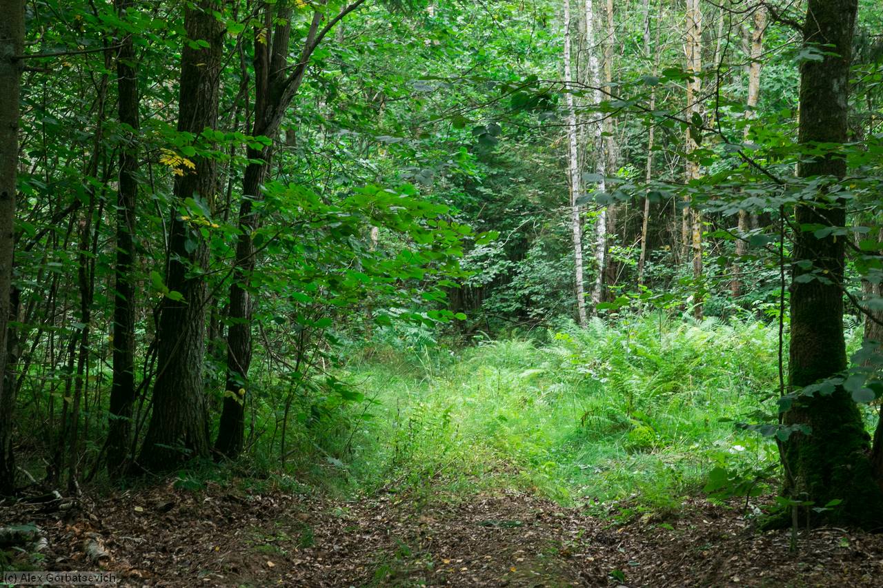 ������ ����������