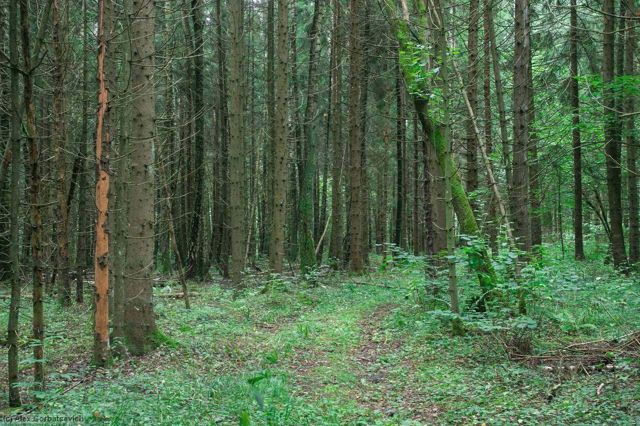 ������ ������