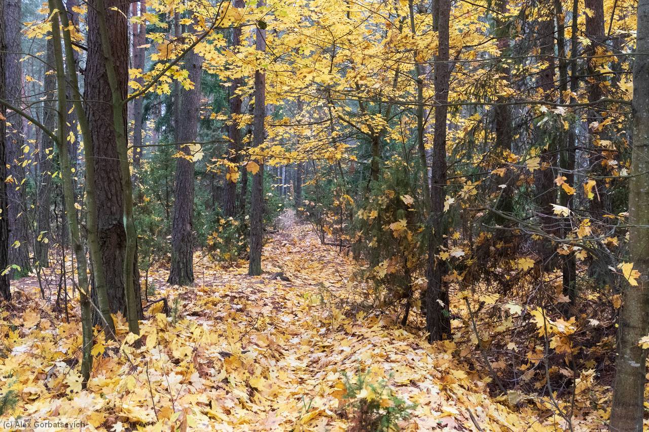 ����� �����