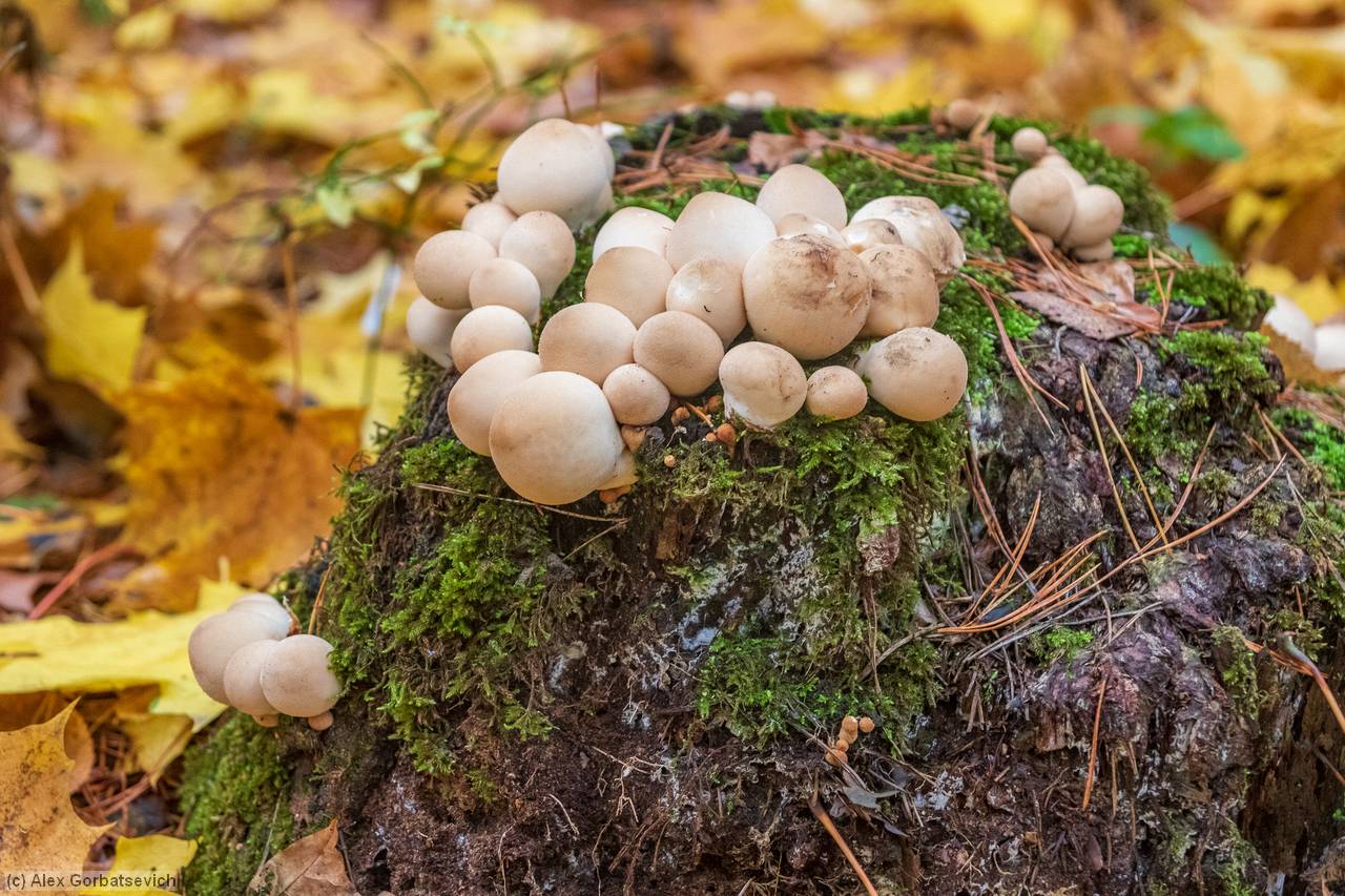 ���� ������