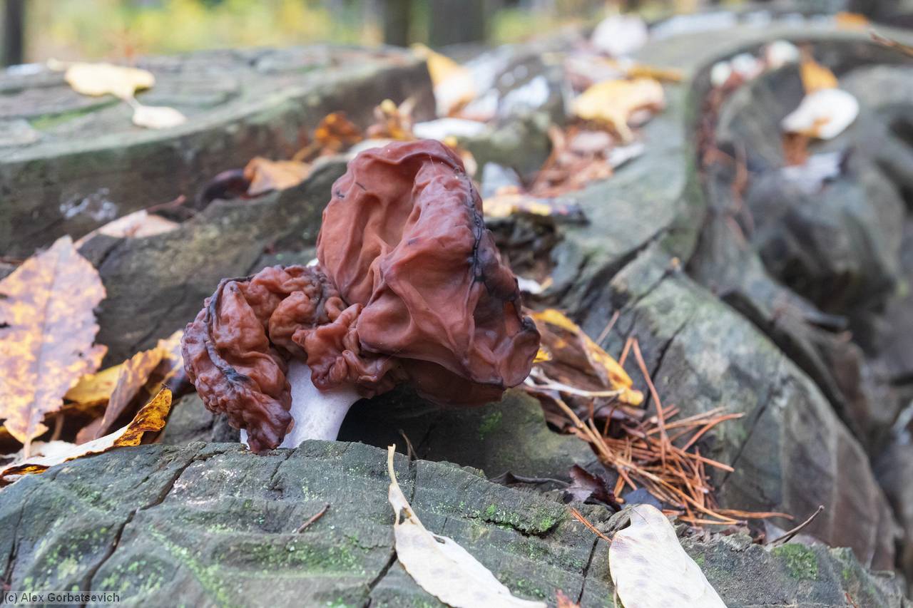 ����. 1 ��