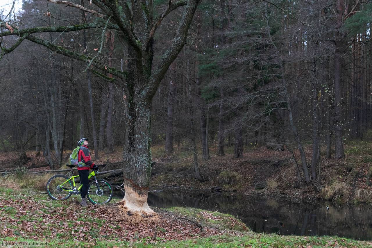 ���. ���������