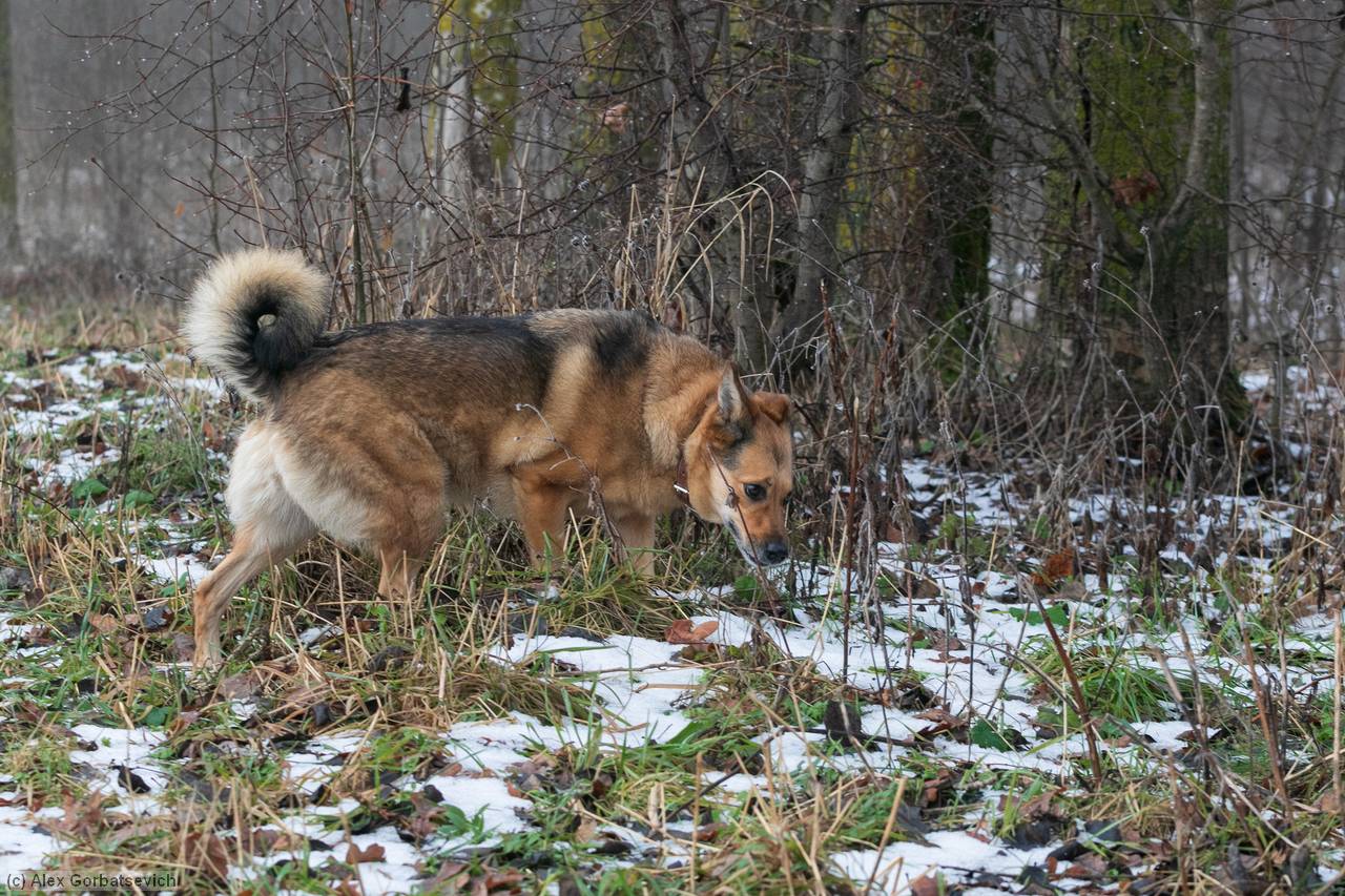 �������� �����