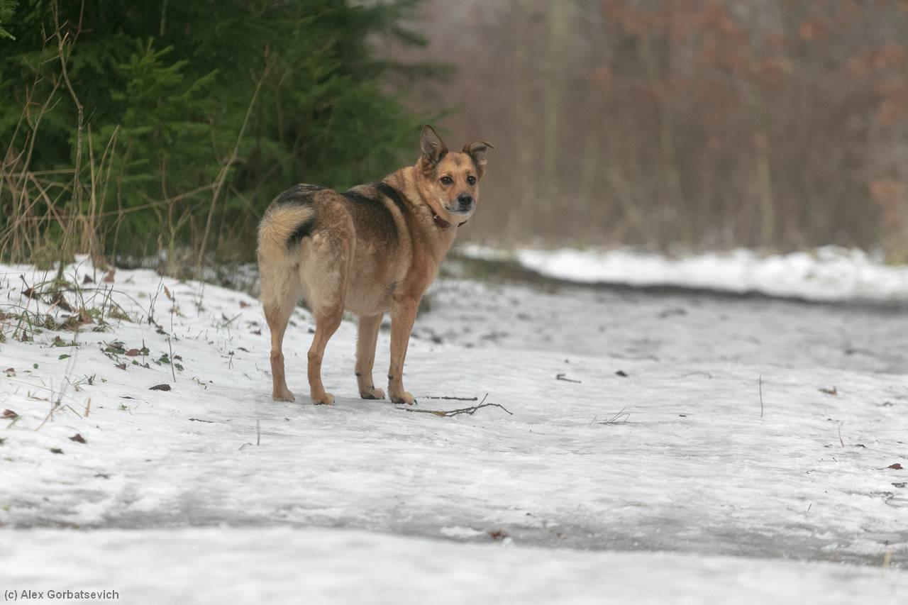 �� ���. �����