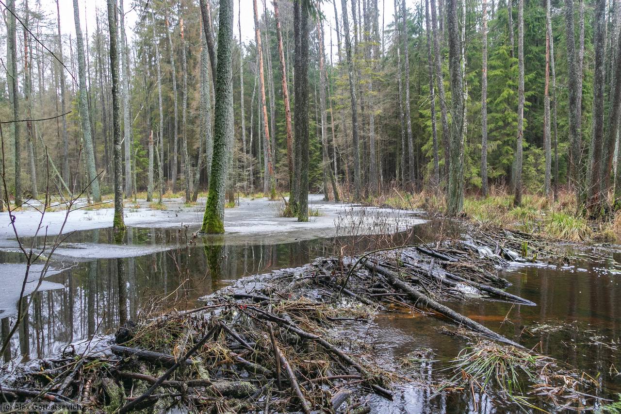 ����� �����������