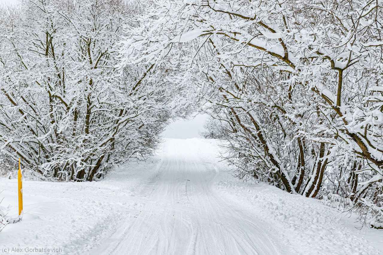 ������ ������