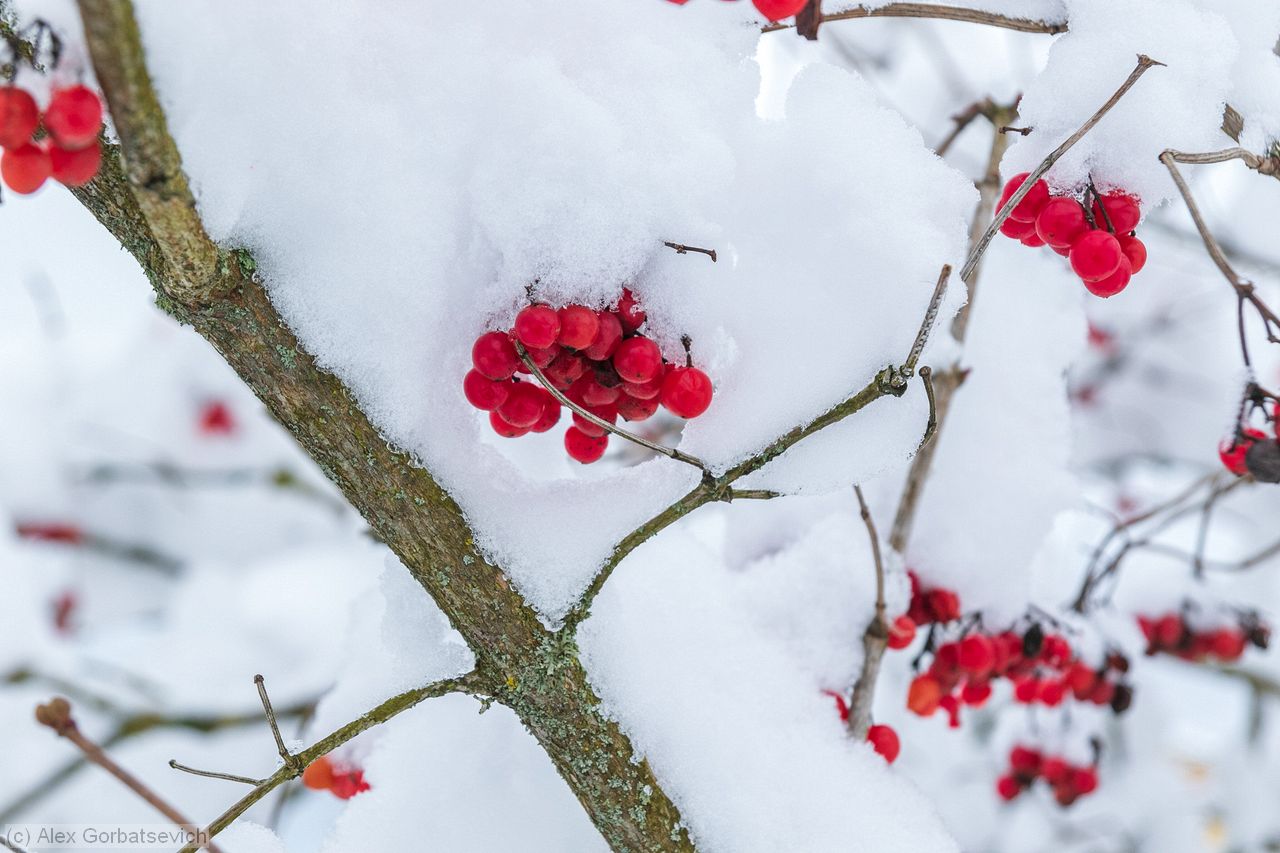 ������ �� �����