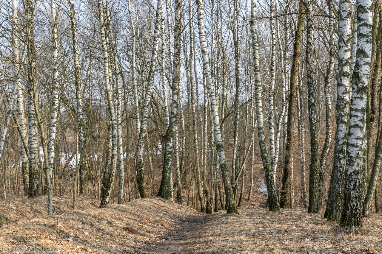 ����� ��������� ����