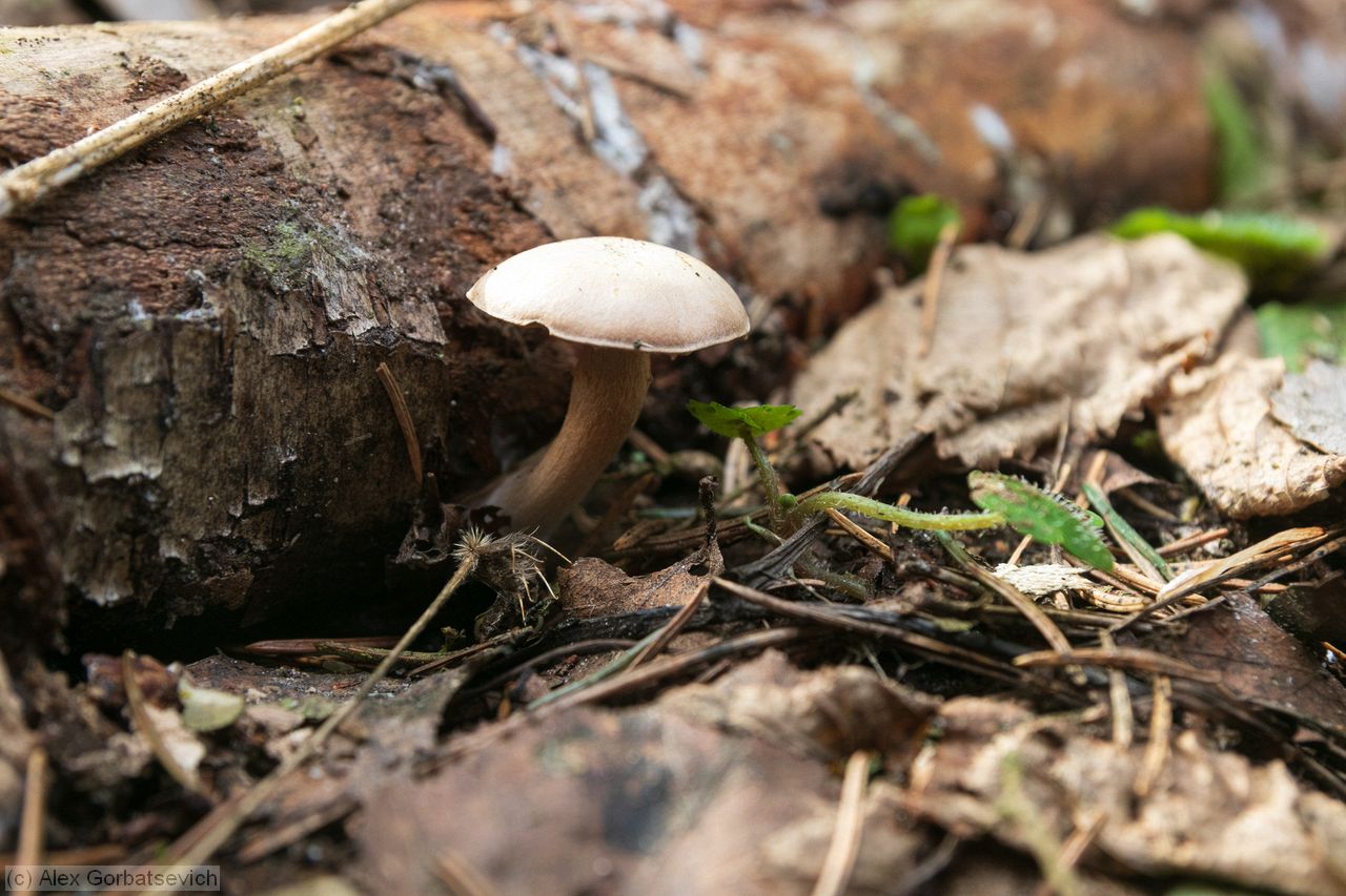 ��� ��� �����