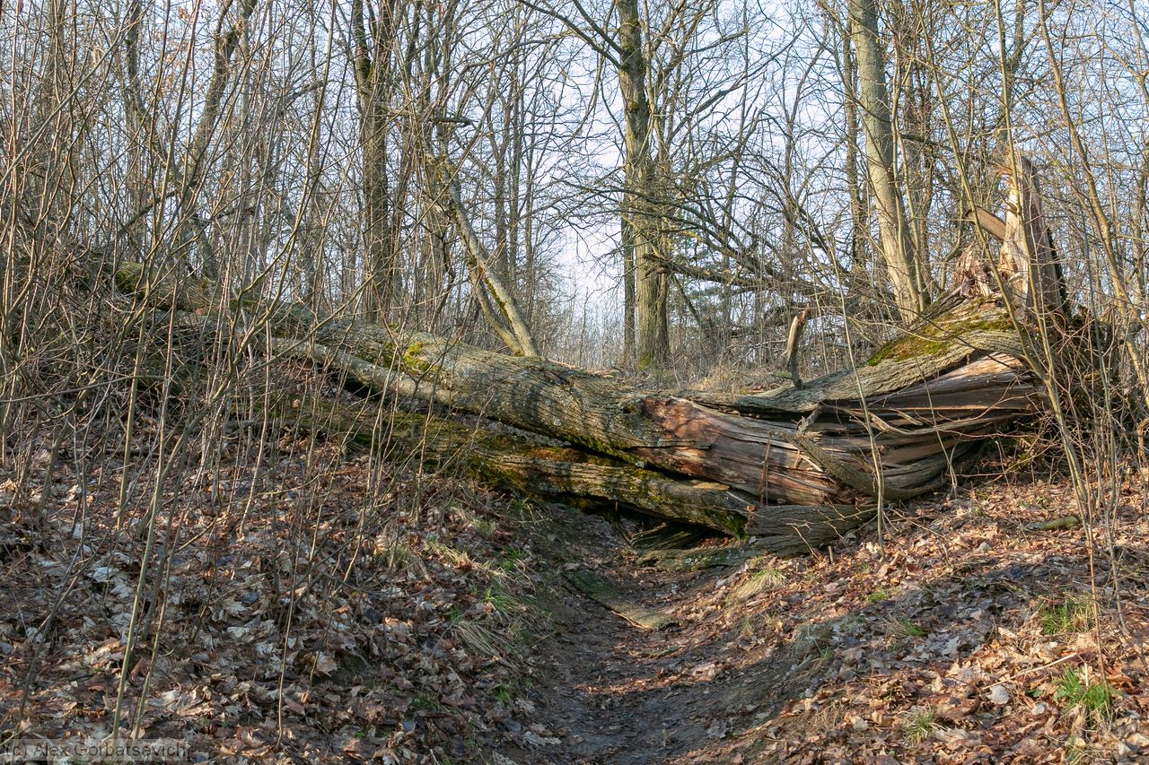 ������ �����