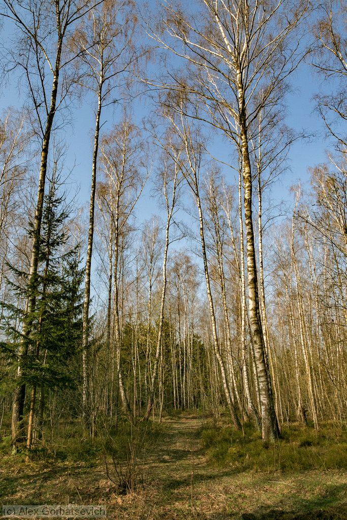 � ��������� ����