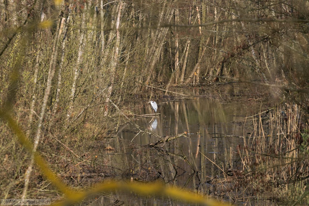 ����� �����