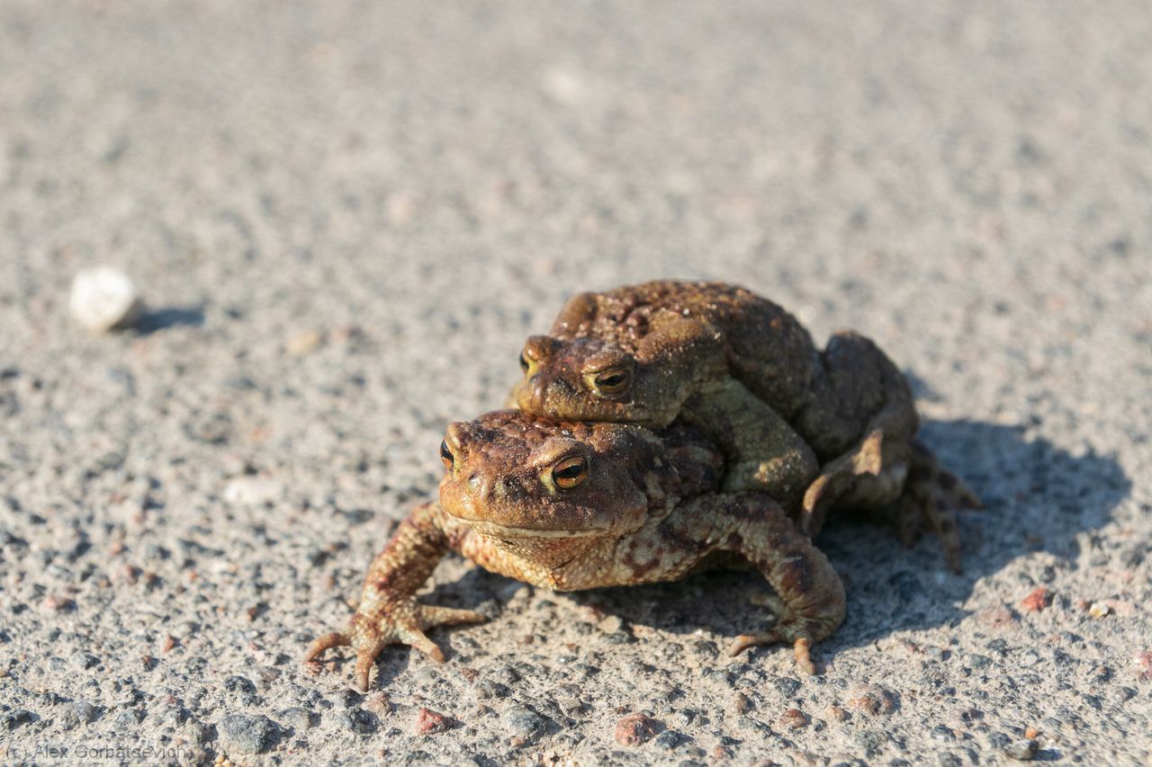 ����� � ������ ��������, � �� �������� ����