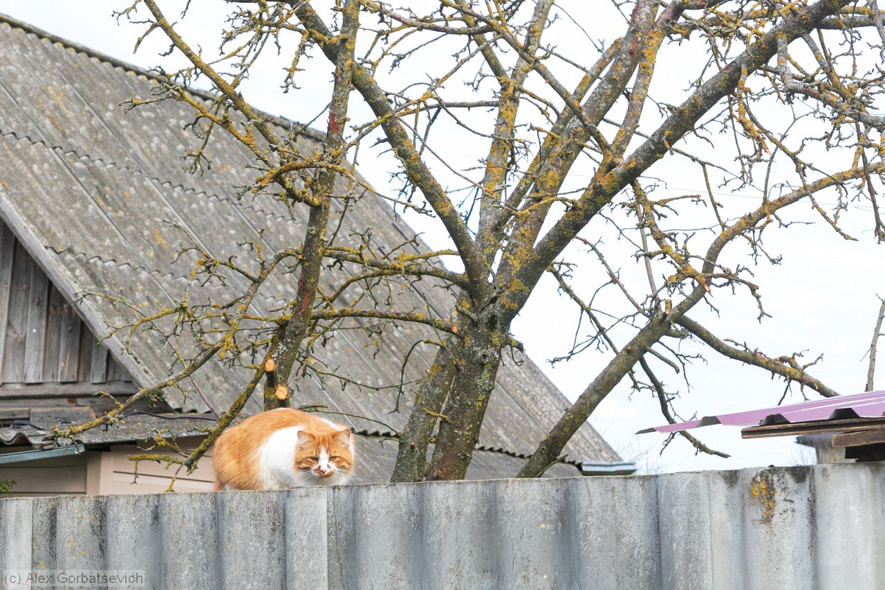 �����, ���� ���������