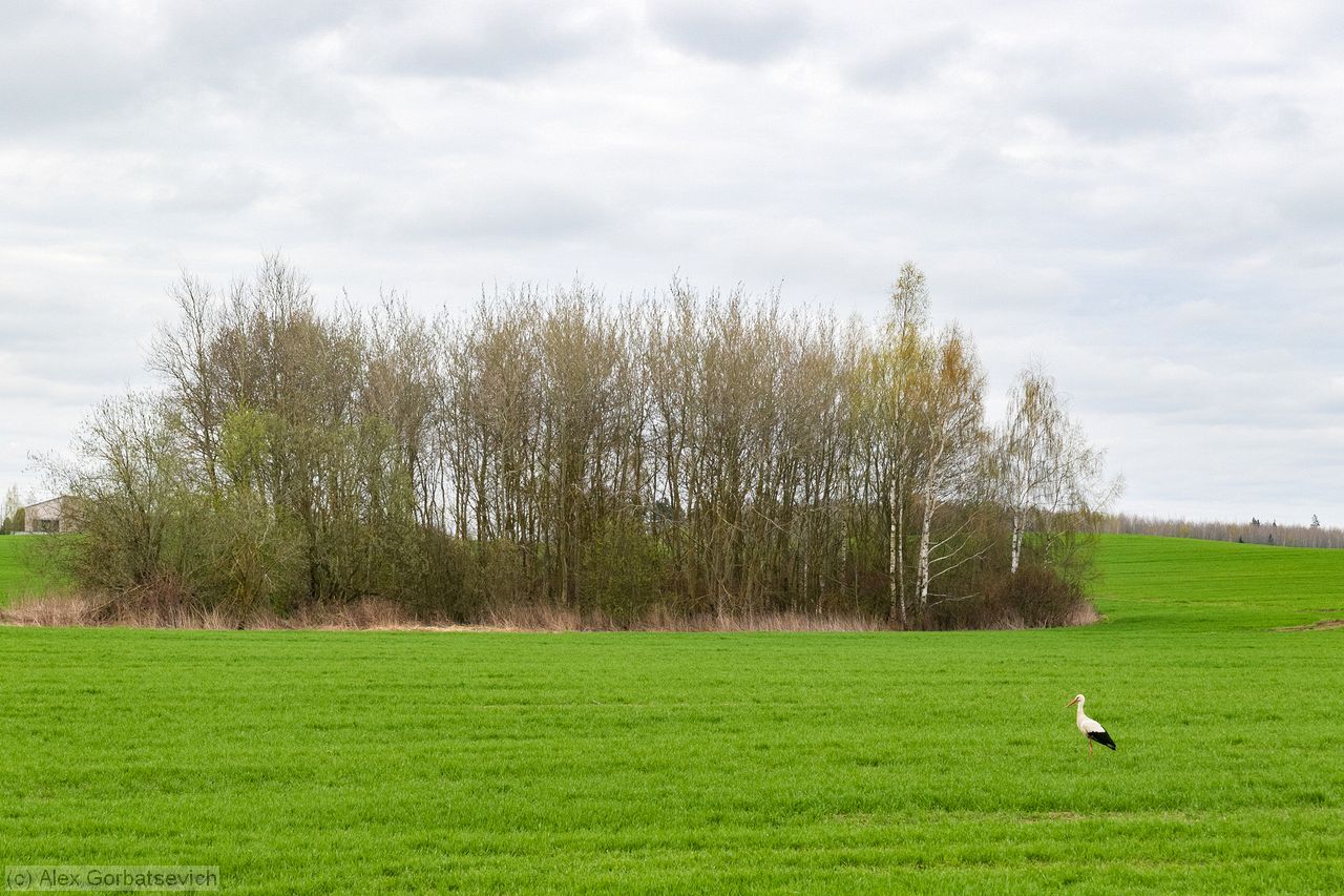 ���� ��������