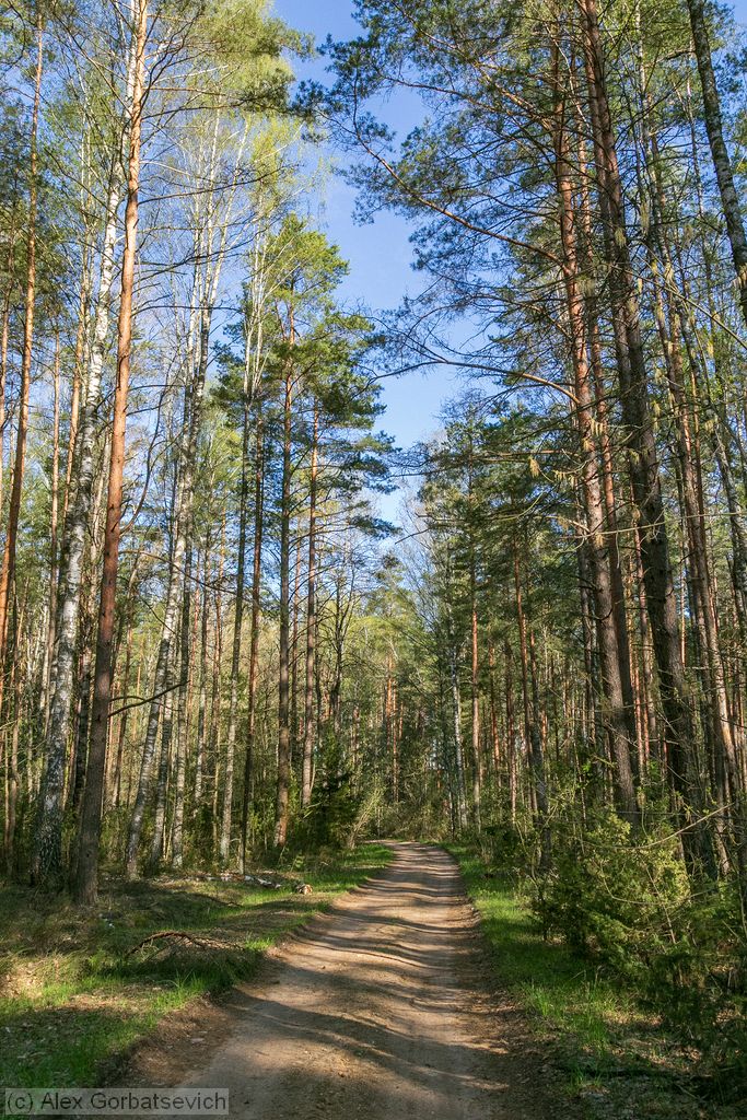 ������ ������