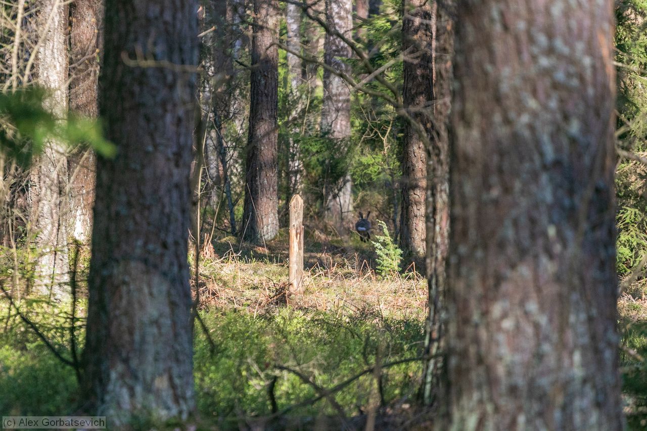 �������� ������