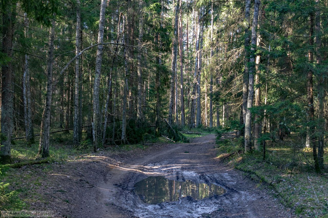 ������ ������