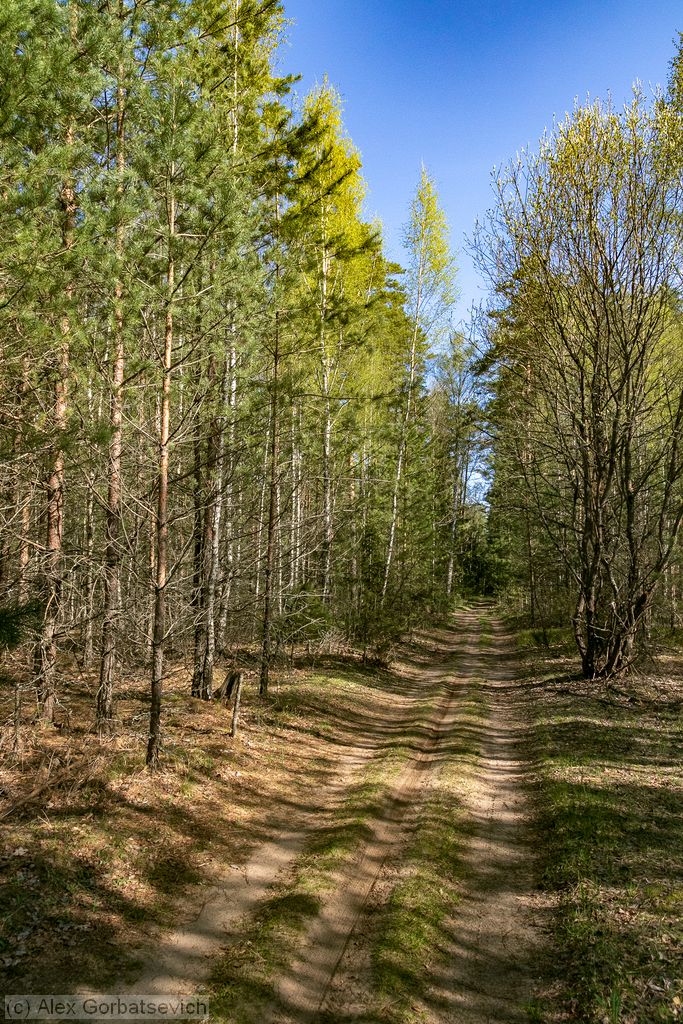 ������ ������