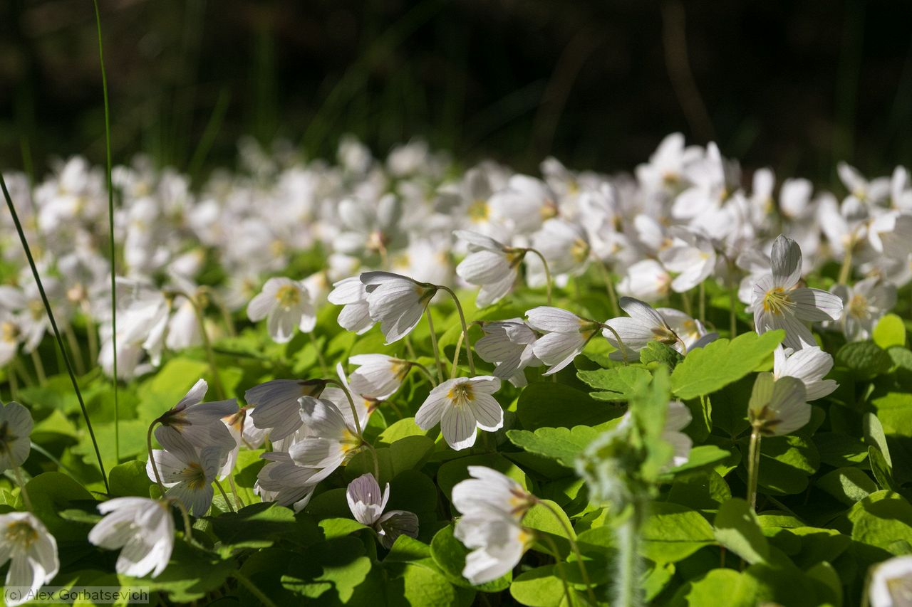 ������ �������